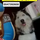 كلب هسكي مفقود في حي المحمدية