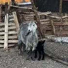 معزا وعيالها للبيع شرط نظيفه