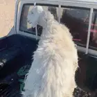 شاه حريه حايل ذبيحه طيبه