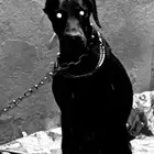 دوبرمان أنثى