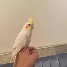 كروان لاتينو عيون حمر هدد