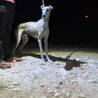كلب سلوقي انمر للبدل