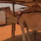 عمانية البيع