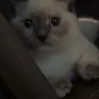 قطه هملايا من ام سكوتش للبيع