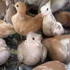 طيور الياكريم للبيع عشه واحده فيه فروخ معهن