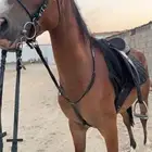 فرس شعبيه من فواخر الشعبي