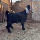 تيس وسط