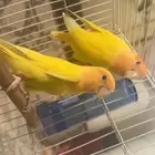 طيور روز للبيع اورنج جوز محلل جاهز