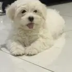 كلب اليف ويحب اللعب للبيع