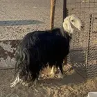فحل نجدي مشروط