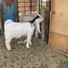 تم البيع
