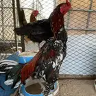 ديوك باكستاني