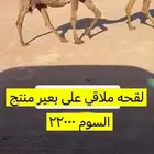لقحه كفووو