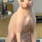 للبيع قط ذكر فرعوني سفينكس إليف