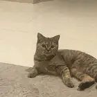 قطة سكوتش للبيع..