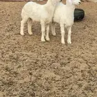 عرض رخال نعيم وا خرفان حريه وخروف نعيمي مهجن