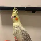 كروان بايد اليف جدا فاخر (يعتبر مميز ونادر نسبيا )