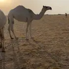 حفرالباطن القيصومه