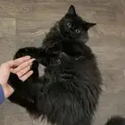 قطه شيرازي مون فيس