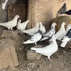 ديك  حمام