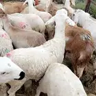 سواكن شقر وبيض تربية فوق 3 اشهر شحم