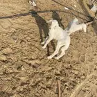 طلي ورخله معاويش