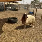 رخال دفيع فحص سونار