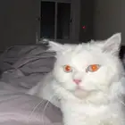 قط شرازي
