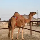 خلفه ساحليه باخره حلابه تحدي فل حليب(تم البيع)