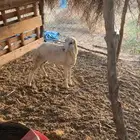 فرير عمره 6شهور