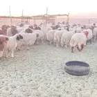 بهم خرفان العدد50 جمله و تفريد