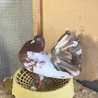 للبيع ذكر شماسي. شرط صحه