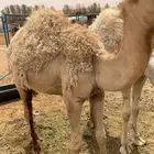 قعدان للبيع
