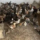 صيصان فيومي ذهبي وبلدي تيماء
