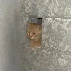 قطة أليفة ل التبني التبني التبني