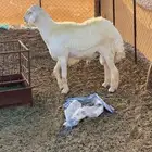 طلي صنف الصنف غير مشروط