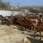 معزا 50 راس حد اللبيع لراس 295ريال