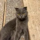 بسه سكوتش فولد