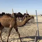 للبيع قعود مشرع فحل