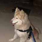 هاسكي للبيع لونه نادر