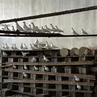 حمام فرنسي