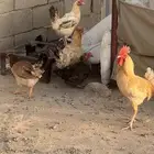 دجاج لابيع العداد 4و5الديك