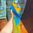 ببغاء مكاو اليف ولعوب ومتكلم بطلاقة