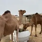 نياق سواحل لقح