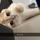 ما شاء الله قط ذكر سكوتش تزاوج