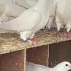 حمام  فرنسي
