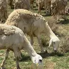 ضان مقاني حري حرش 1رقم مشروطه من الامراض ورعويه