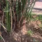 صنو عجوى العاليه. الحبه الفاخره. في المليليح