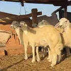 طليان حري فاخره ثلاجه ولضيوف