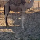 حاشي على حليب أمة للبيع